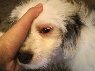 How to photograph eyes for veterinary case advice