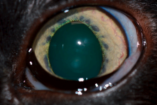 picture with direct illumination