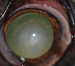 Positioning the smartphone slightly from ventral to dorsal will lead to a picture with some retroillumination