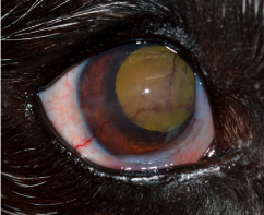 Positioning the smartphone slightly from ventral to dorsal will lead to a picture with some retroillumination