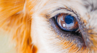 How to photograph eyes for veterinary case advice