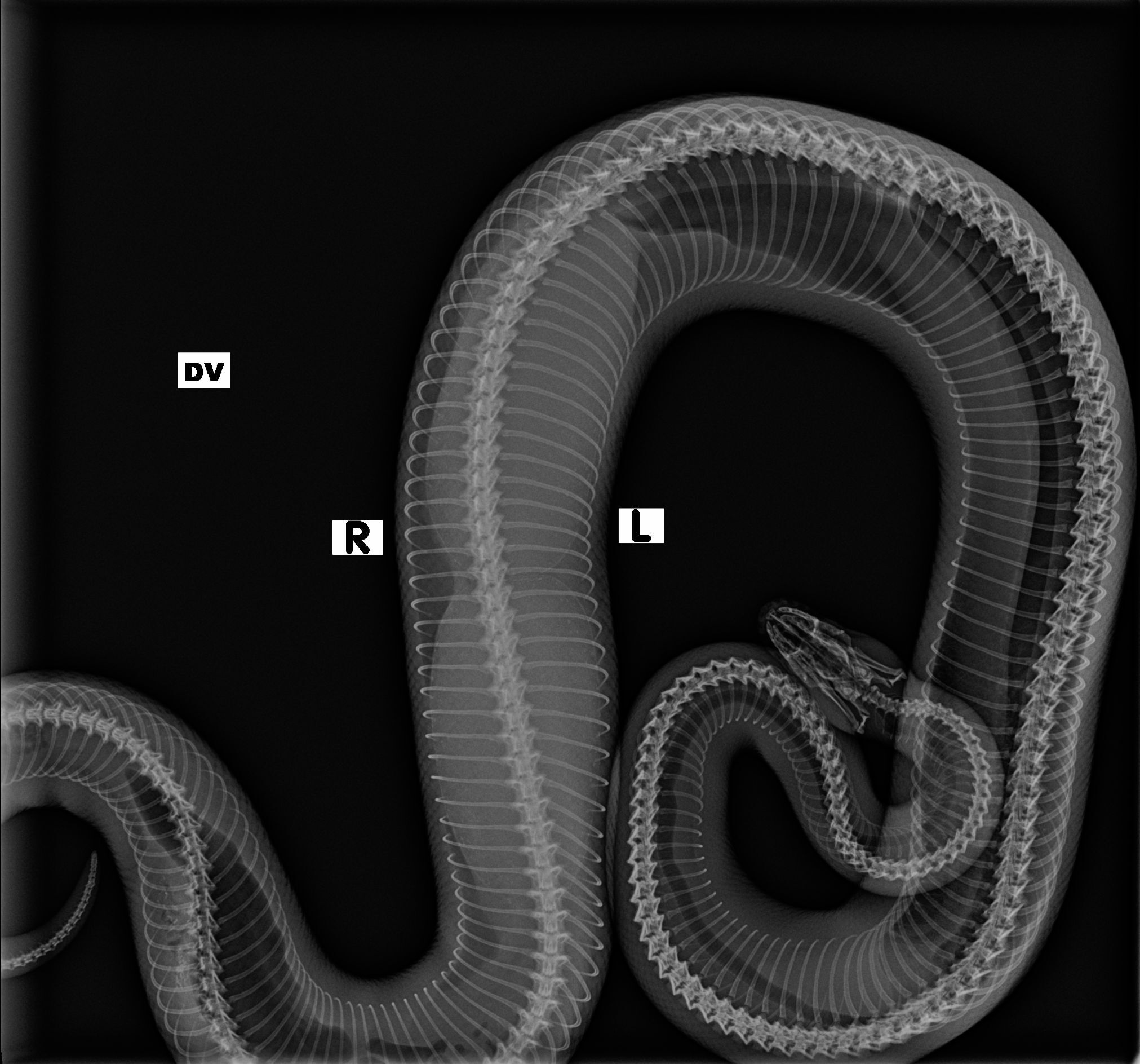 Medium Snake