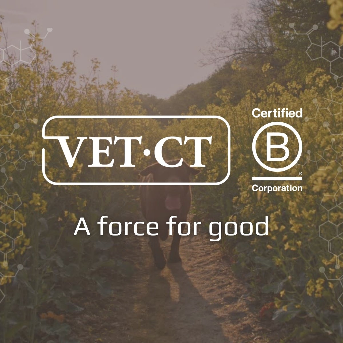 VET.CT Cements Mission as a Force For Good Through B Corp Certification