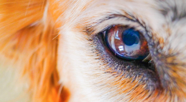 How to photograph eyes for veterinary case advice